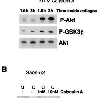 Regulation Of Akt Phosphorylation Involves Serine Threo Nine