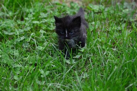 Black Kitten Stock Photos, Images and Backgrounds for Free Download