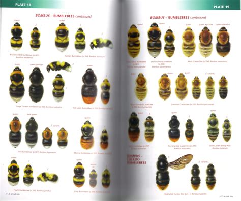 Field Guide To The Bees Of Great Britain And Ireland Ireland S Wildlife