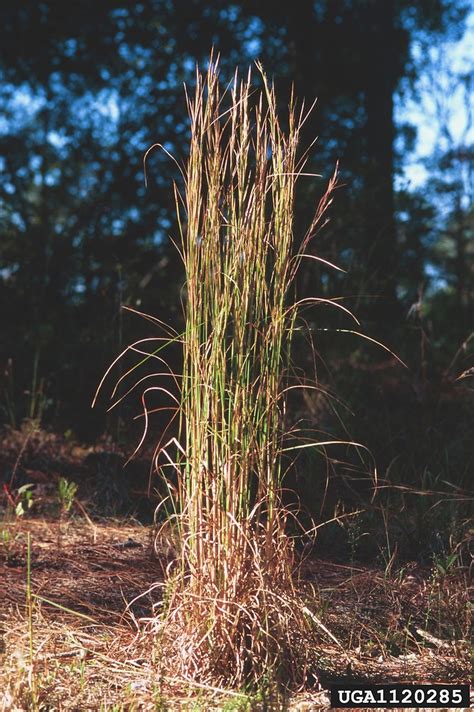 Andropogon Virginicus Broomsedge Bluestem Go Botany