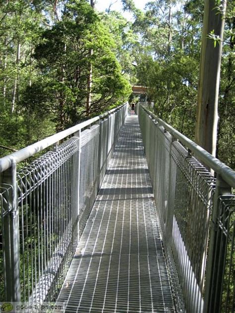 Things to do in Australia - A Visit to the Otway Fly Treetop Walk | HubPages