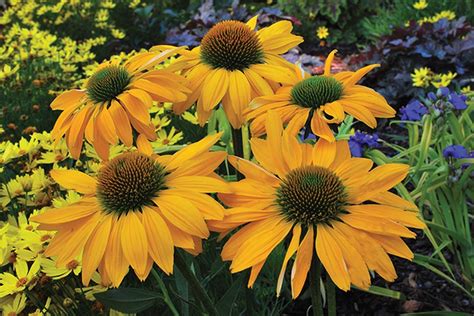 Top 35 Coneflower Varieties and Care Tips