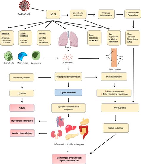 Pathophysiology Of Ards