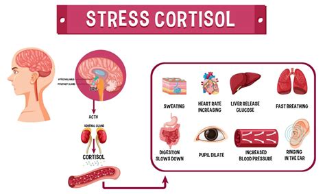 cortisol imbalance strategies  taming  stress beast