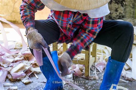 Harry 41172 香蕉莖幹刮絲 香蕉絲 香蕉絲編織工藝 平埔族傳統工藝 噶瑪蘭族編織工藝 北蕉截莖刮絲 新社部落 香蕉絲工坊 花蓮縣 豐濱鄉 花蓮 豐濱 文化傳業 傳統產業 特色產業