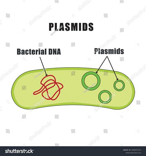 Plasmids Cell Dna Molecule Structure Diagramstudy Stock Vector (Royalty ...