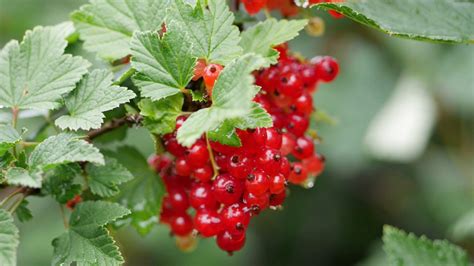 10 consejos para cultivar arándanos rojos en casa Kodino