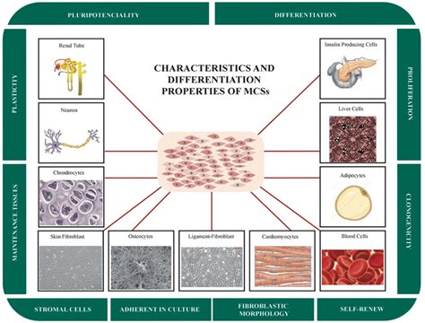 Multilineage Differentiation Properties And Main Characteristics Of