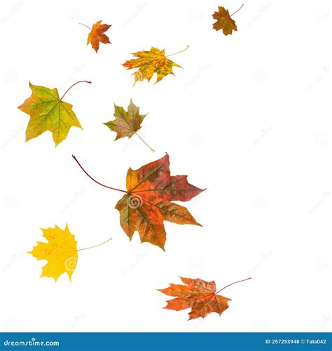 Autumn Maple Leaves Flying Faliing Isolated On White Stock Illustration