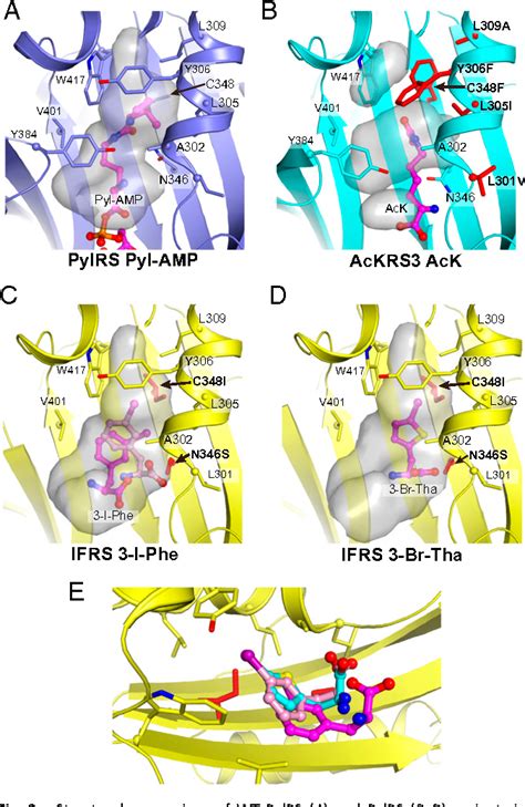 Pyrrolysyl Trna Synthetase Activity Semantic Scholar