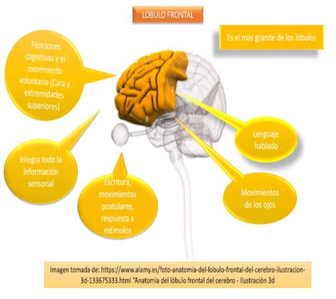 Unidad Tarea Corteza Cerebral Y Complejidad Humana