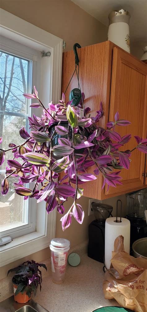 Nanouk growing in all crazy directions, but flowering, though many of