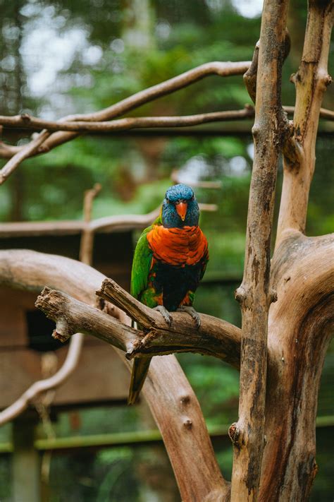 KUALA LUMPUR BIRD PARK on Behance