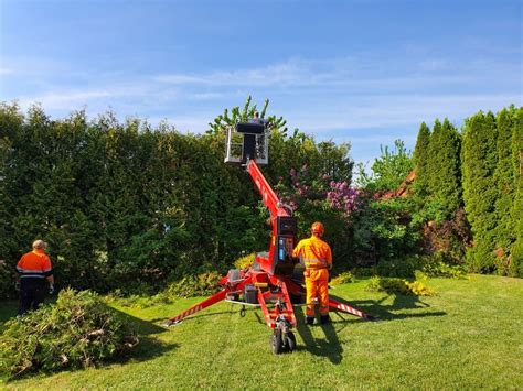 Wycinka drzew arborysta przycinanie koron metodą alpinistyczną