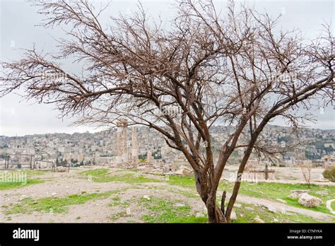 The Enigmatic Rabat Amon: Unraveling The Mystique Of The Egyptian Sun God