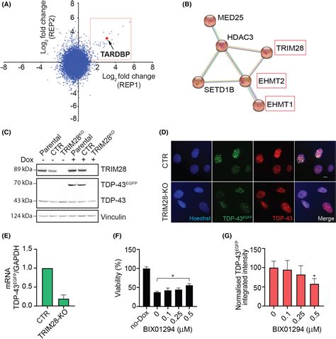 New Regulators Of The Tetracyclineinducible Gene Expression System