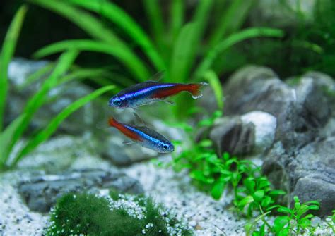 Green Neon Tetra: Guide To Caring For The Peaceful Fish - Aquariadise