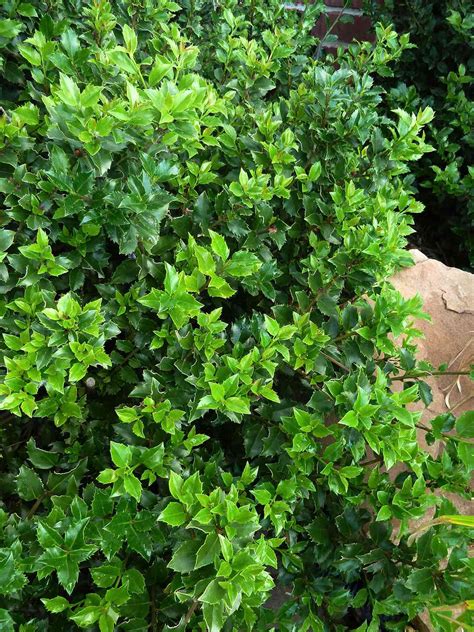 22 Best Plants For Hedges Better Homes And Gardens