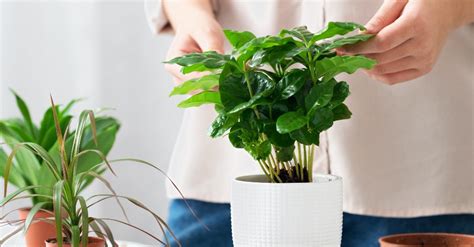 Listado De 16 Como Cuidar Las Plantas De Exterior Abeamer