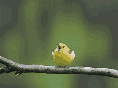 Canary Bird Aaaaaaaah Canary Bird Canary Bird Discover Share GIFs