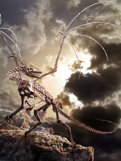 Dragon skeleton by Ahyicodae on DeviantArt