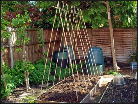 8 Foot Bamboo Canes For Supporting Runner Beans Gardening Bean Garden