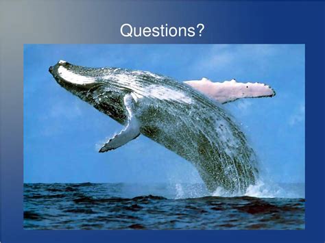 PPT - From Land to Sea: The Evolution of Whales PowerPoint Presentation - ID:2939313