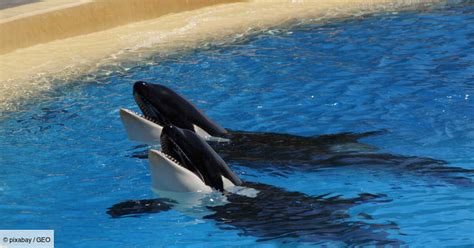 Mort D Une Nouvelle Orque Au Marineland D Antibes Quelle Est La