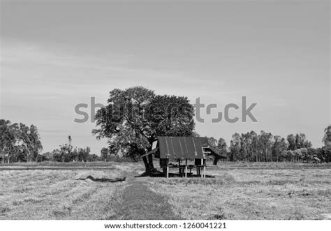 Blackandwhite Photos Cabins Fields Drought After Stock Photo