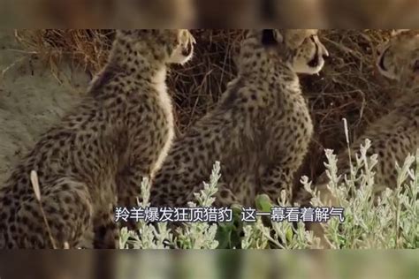 3只猎豹围攻羚羊，羚羊爆发狂顶猎豹，这一幕看着真解气猎豹羚羊爆发