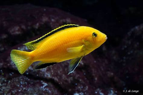 Acarichthys Heckelii Aquainfo