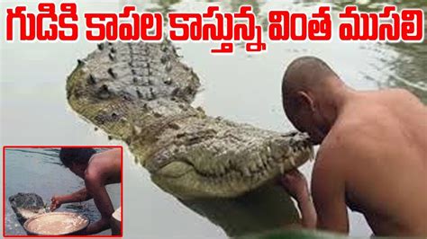 Babiya A Vegetarian Crocodile In Anantha Padmanabha Swamy Temple