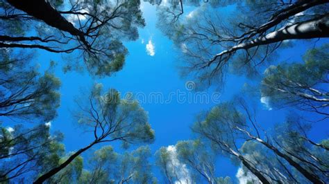 canopy blue sky trees stock image image  nature harmony