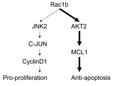 Schematic Summary Of Rac1b Mediated Signaling In Cell Survival Bold