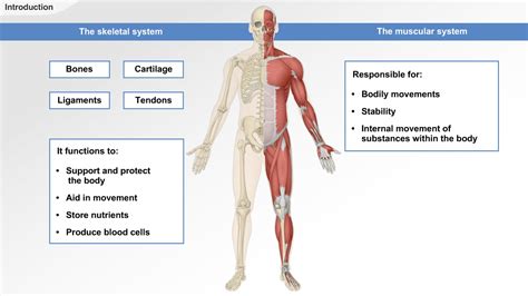 Passionate in Knowledge - Musculoskeletal System : An Overview