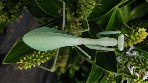 How The Male Mantis Avoids Being Decapitated After Mating The Hindu