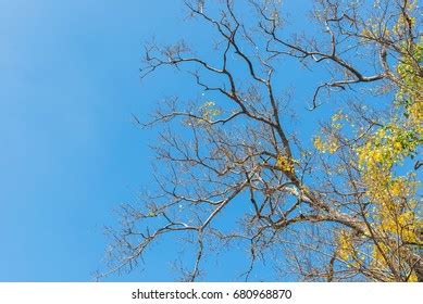 Naked Branches Bodhi Tree Yellow Leaf Stock Photo Shutterstock