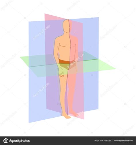 Diagrama Posici N Anat Mica Corporal Tipos Plano Exploraci N Sagital