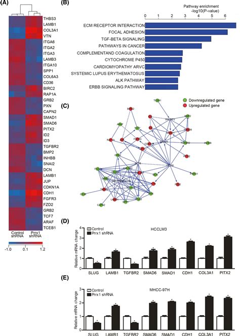 Downregulation Of Paired‐related Homeobox Transcription Factor 1 Download Scientific Diagram