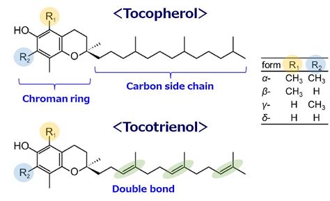 About Vitamin E Tocopherol And Tocotrienol Phytochem Products Inc