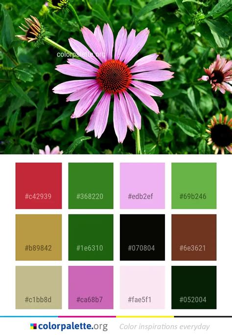 Orchid Color Palette ideas | colorpalette.org