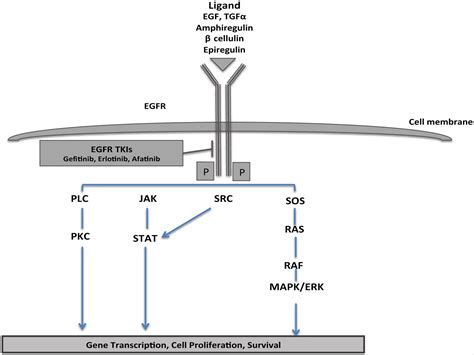 Erlotinib Mechanism Of Action