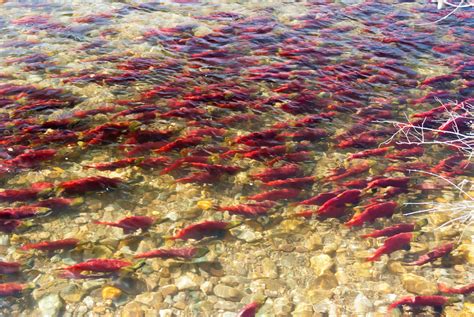 Worlds First Ecosystem Contamination From Gm Fish Adds To Canadian