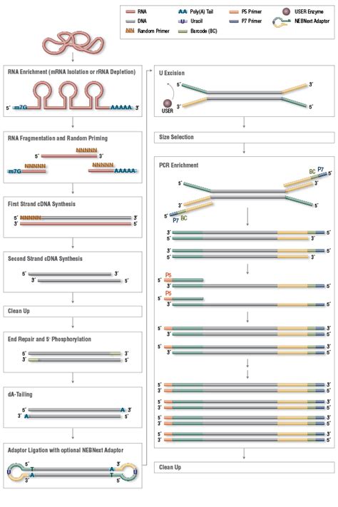 Nebnext® Ultra™ Rna Library Prep Kit For Illumina® Neb