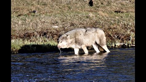 Yellowstone Wapiti Lake Pack Wolf Madison River Carcass 2021 Youtube