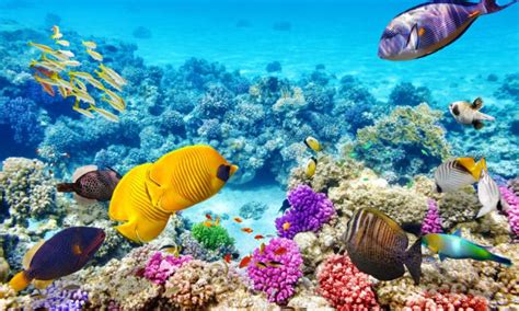 Endangered: Coral Reefs | The Swamp