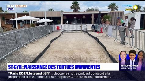 Saint Cyr La Naissance De Tortues Imminente Des B N Voles Surveillent