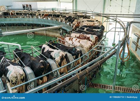 Milking Cows Process On Automatic Industrial Milking System In Dairy