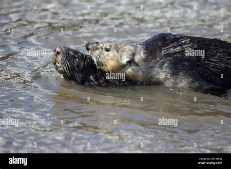 Sea Otter (Enhydra lutris) male grabbing female while mating, Monterey ...