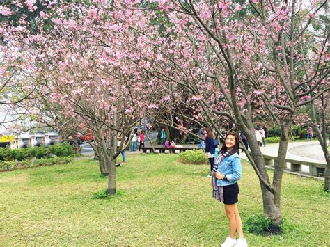 Cherry Blossoms | Yangmingshan National Park in Taiwan – Althea's Adventures